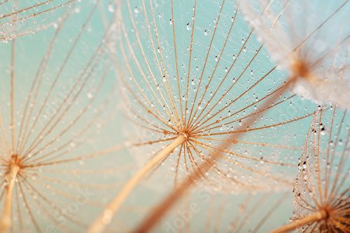 Fototapeta Blue abstract dandelion flower background, extreme closeup with soft focus, beautiful nature details