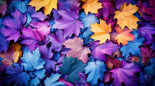 Fototapeta Colorful autumn leaves background