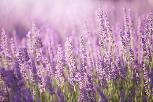 Fototapeta Sunset sky over lavender bushes. Close-up of flower field background. Design template for lifestyle illustration.