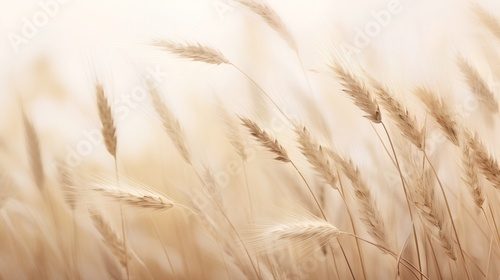 Fototapeta Tranquil beauty of soft wheat grasses in calming beige hues. Neutral tones and minimalist aesthetic serene background. The crop grass with natural elegance and simplicity.